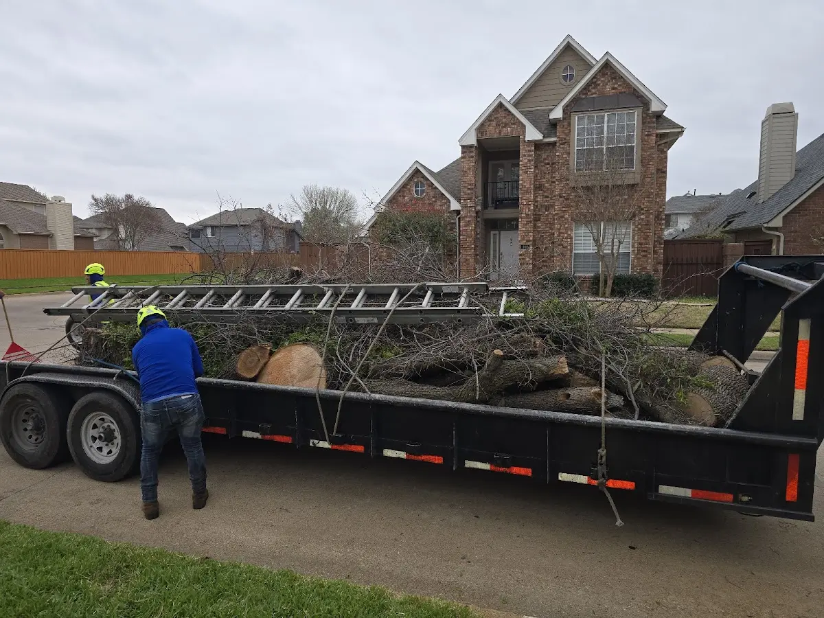 Expert Tree Removal with proper safety equipment in Boston